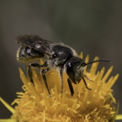 Lasioglossum (Chilalictus) lanarium (Halictid bee) at Croke Place Grassland (CPG) - 17 Nov 2023 by kasiaaus