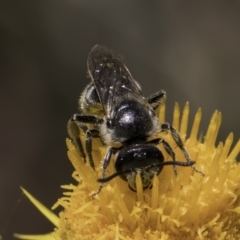 Lasioglossum (Chilalictus) lanarium at McKellar, ACT - 17 Nov 2023 02:31 PM