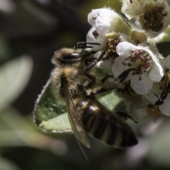 Apis mellifera (European honey bee) at Croke Place Grassland (CPG) - 17 Nov 2023 by kasiaaus