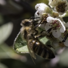 Apis mellifera (European honey bee) at McKellar, ACT - 17 Nov 2023 by kasiaaus