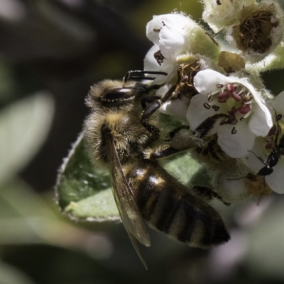 Apis mellifera (European honey bee) at Croke Place Grassland (CPG) - 17 Nov 2023 by kasiaaus