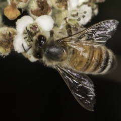 Apis mellifera at Croke Place Grassland (CPG) - 17 Nov 2023