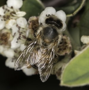 Apis mellifera at Croke Place Grassland (CPG) - 17 Nov 2023