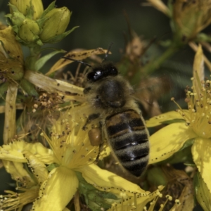 Apis mellifera at Croke Place Grassland (CPG) - 17 Nov 2023