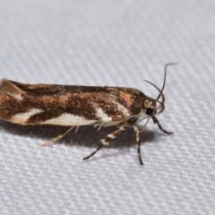 Macrobathra heminephela (Silver Wattle Moth) at QPRC LGA - 18 Nov 2023 by DianneClarke