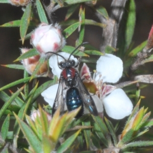 Callomelitta picta at Tinderry Mountains - 16 Nov 2023