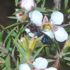 Callomelitta picta at Tinderry Mountains - 16 Nov 2023