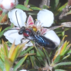 Callomelitta picta at Tinderry Mountains - 16 Nov 2023