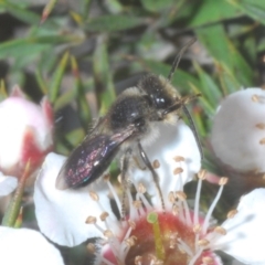 Leioproctus sp. (genus) at Tinderry Mountains - 16 Nov 2023