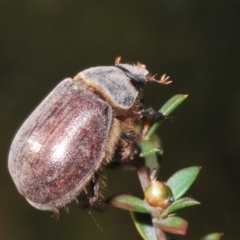 Colpochila sp. (genus) (Scarab or Chafer) at Canberra Central, ACT - 18 Nov 2023 by Harrisi