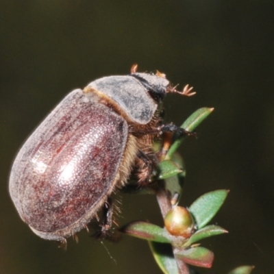 Colpochila sp. (genus) (Scarab or Chafer) at Canberra Central, ACT - 18 Nov 2023 by Harrisi