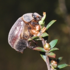 Colpochila sp. (genus) at Black Mountain - 18 Nov 2023