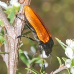 Castiarina rufipennis at Black Mountain - 18 Nov 2023