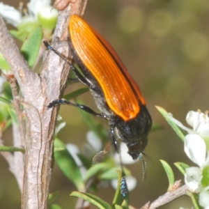 Castiarina rufipennis at Black Mountain - 18 Nov 2023