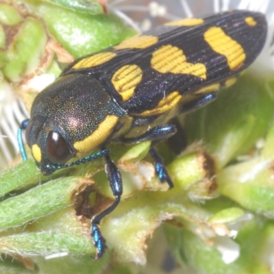 Castiarina octospilota (A Jewel Beetle) at Canberra Central, ACT - 18 Nov 2023 by Harrisi