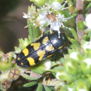 Castiarina octospilota at Black Mountain - 18 Nov 2023 06:01 PM