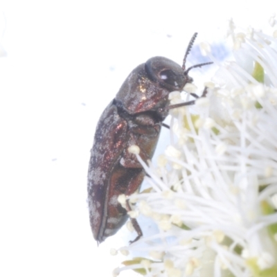 Diphucrania sp. (genus) (Jewel Beetle) at Black Mountain - 18 Nov 2023 by Harrisi