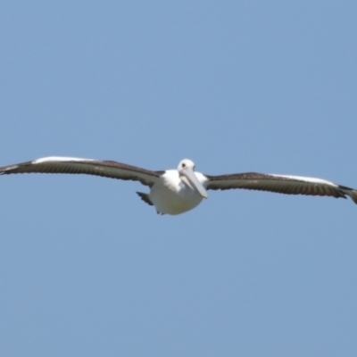 Pelecanus conspicillatus (Australian Pelican) at Cleveland, QLD - 13 Nov 2023 by TimL