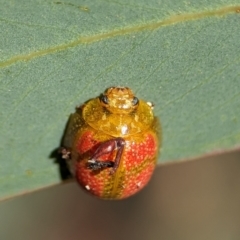 Paropsisterna fastidiosa (Eucalyptus leaf beetle) at Stromlo, ACT - 17 Nov 2023 by Miranda