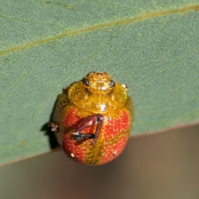 Paropsisterna fastidiosa (Eucalyptus leaf beetle) at Block 402 - 17 Nov 2023 by Miranda