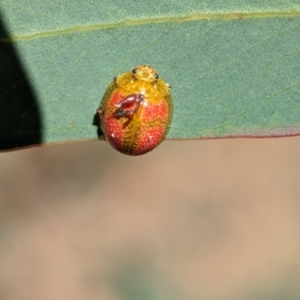 Paropsisterna fastidiosa at Bluetts Block (402, 403, 12, 11) - 18 Nov 2023 09:45 AM