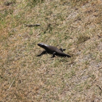 Egernia cunninghami (Cunningham's Skink) at Namadgi National Park - 17 Nov 2023 by VanceLawrence