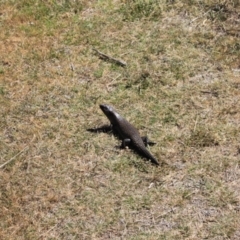 Egernia cunninghami at Namadgi National Park - 18 Nov 2023