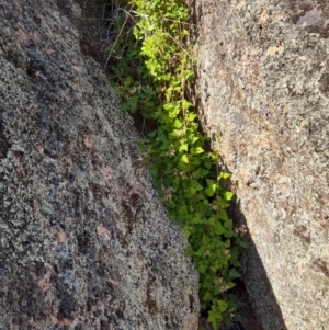 Rubus parvifolius at Namadgi National Park - 18 Nov 2023 08:24 AM