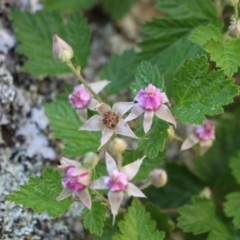 Rubus parvifolius at Namadgi National Park - 18 Nov 2023 08:24 AM