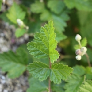 Rubus parvifolius at Namadgi National Park - 18 Nov 2023