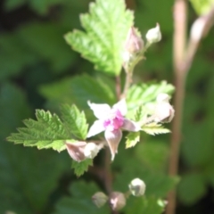 Rubus parvifolius at Namadgi National Park - 18 Nov 2023 08:24 AM