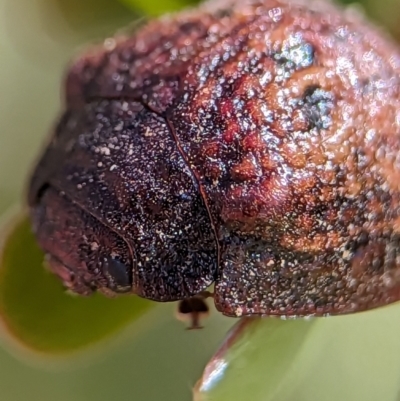 Trachymela sp. (genus) (Brown button beetle) at Block 402 - 17 Nov 2023 by Miranda