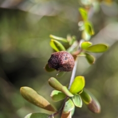 Trachymela rugosa at Bluetts Block (402, 403, 12, 11) - 18 Nov 2023 09:41 AM