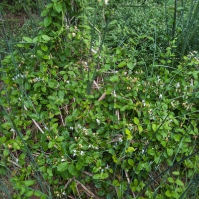 Lonicera japonica (Japanese Honeysuckle) at Lions Youth Haven - Westwood Farm A.C.T. - 14 Nov 2023 by HelenCross