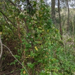 Lonicera japonica at Lions Youth Haven - Westwood Farm A.C.T. - 14 Nov 2023