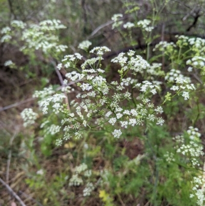 Conium maculatum (Hemlock) at Bullen Range - 14 Nov 2023 by HelenCross