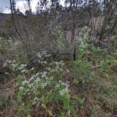 Conium maculatum at Bullen Range - 14 Nov 2023 04:59 PM