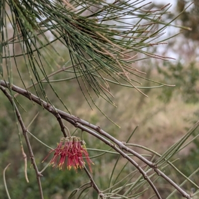 Amyema cambagei (Sheoak Mistletoe) at Lions Youth Haven - Westwood Farm A.C.T. - 14 Nov 2023 by HelenCross