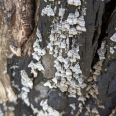 Stereum sp. at Namadgi National Park - 18 Nov 2023 by jeremyahagan