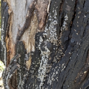 Stereum sp. at Namadgi National Park - 18 Nov 2023 01:00 PM