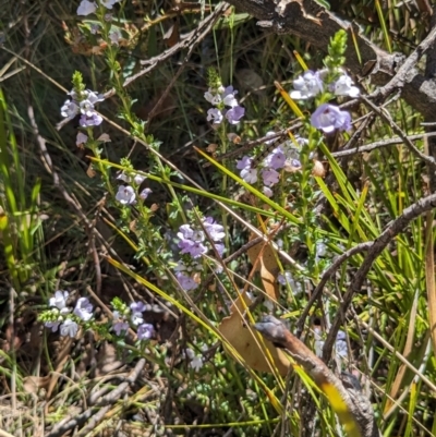 Euphrasia collina subsp. paludosa at Namadgi National Park - 17 Nov 2023 by jeremyahagan