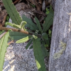 Senecio prenanthoides (Common Forest Fireweed) at Namadgi National Park - 17 Nov 2023 by jeremyahagan