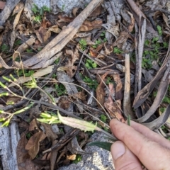 Senecio prenanthoides at Namadgi National Park - 18 Nov 2023