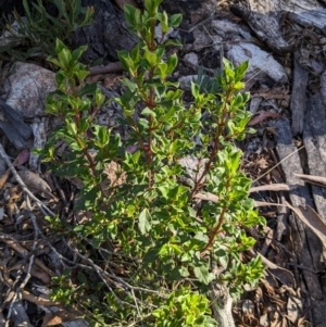 Coprosma hirtella at Namadgi National Park - 18 Nov 2023 08:28 AM