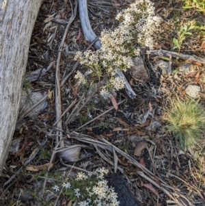 Olearia erubescens at Namadgi National Park - 18 Nov 2023