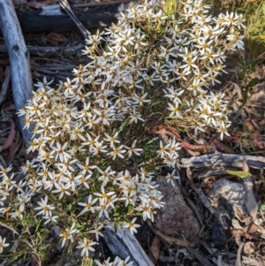 Olearia erubescens at Namadgi National Park - 18 Nov 2023