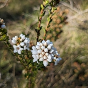 Epacris breviflora at Namadgi National Park - 18 Nov 2023 08:21 AM