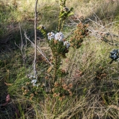 Epacris breviflora at Namadgi National Park - 18 Nov 2023 08:21 AM