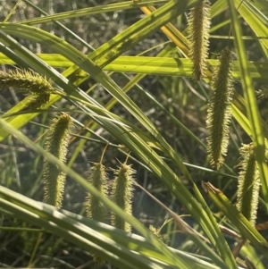 Carex fascicularis at FGD020: O'Connor Ridge Dam - 18 Nov 2023