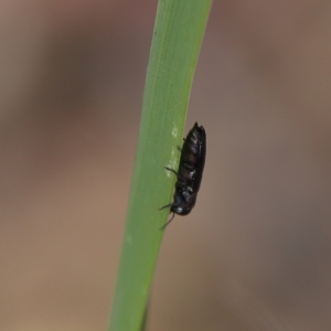 Buprestidae sp. (family) at Higgins Woodland - 18 Nov 2023